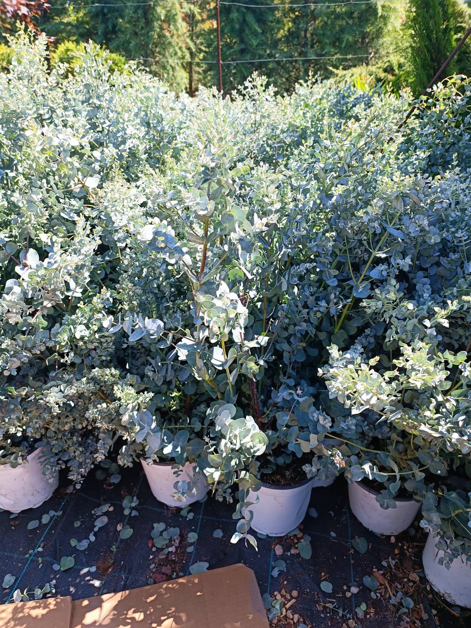 Eukalyptus Gunnov